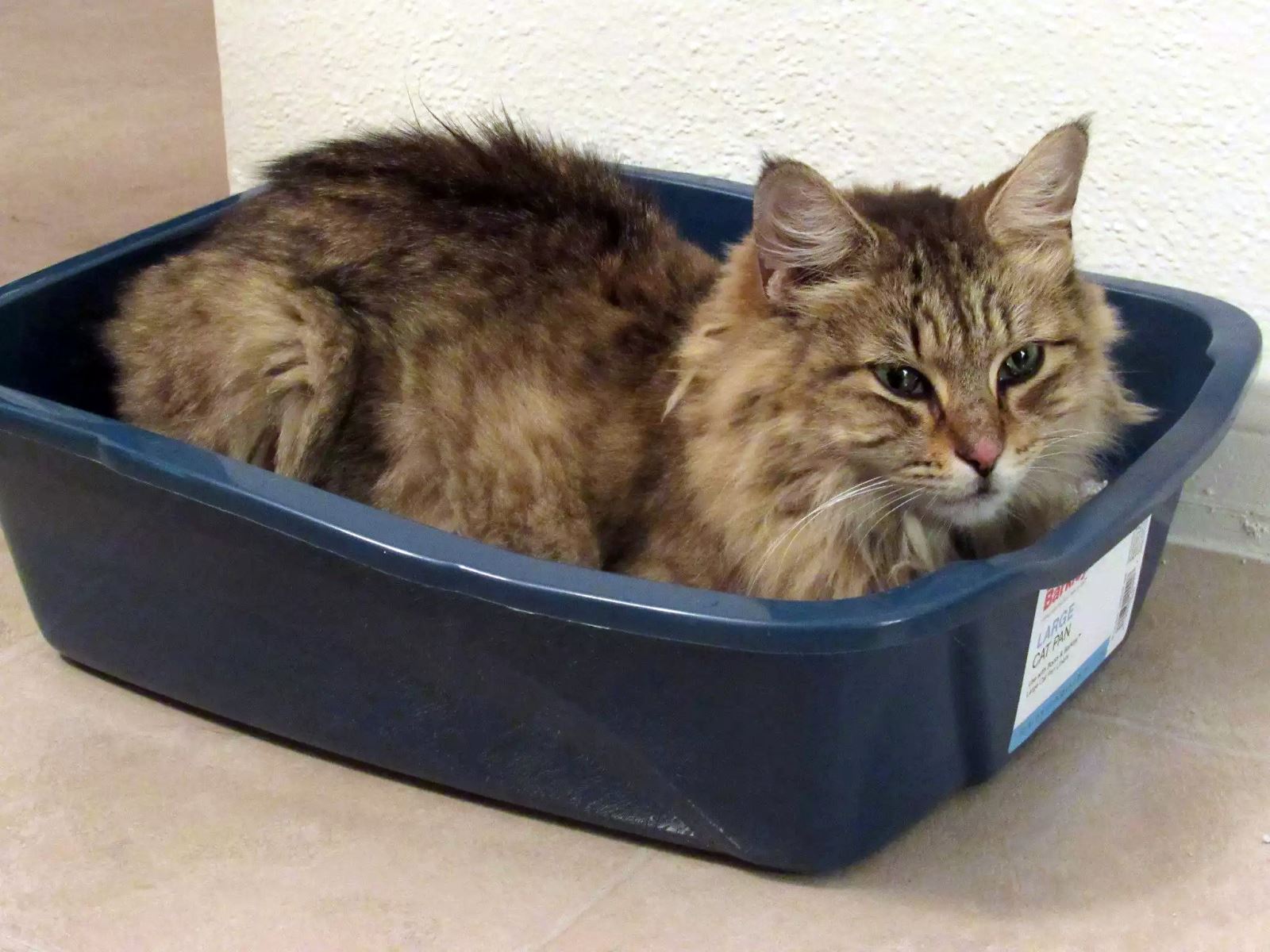 кошка начала ходить в туалет на кровать
